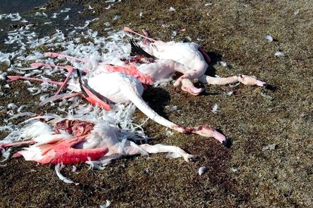 Kaçak Avcılar, Flamingoları Vurup Kafalarını Kesmiş