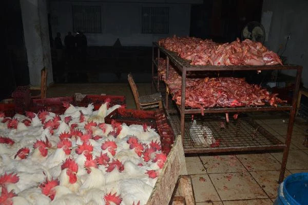 Kaçak Tavuk Kesimhanesi Baskınından Korkunç Görüntü! Canlı ve Kesilmiş Tavuklar Aynı Ortamda