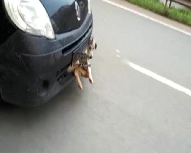 Pendik'te Akılalmaz Görüntü! Çarpıp Tampona Sıkıştırdığı Köpekle Dakikalarca İlerledi