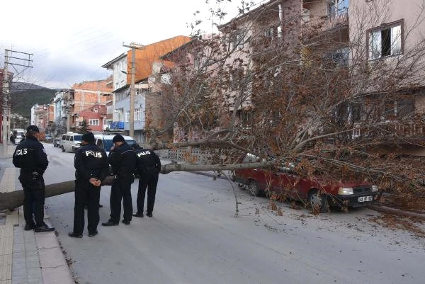 Kütahya'da Rüzgarın Kökünden Söktüğü Ağaç, Otomobilin Üzerine Düştü