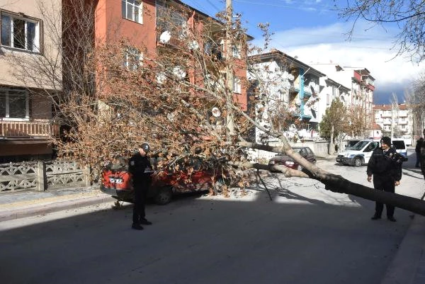 Kütahya'da Rüzgarın Kökünden Söktüğü Ağaç, Otomobilin Üzerine Düştü