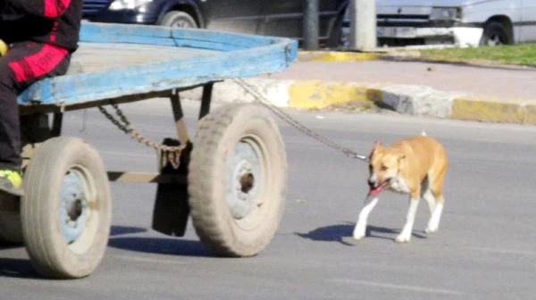 Köpeği At Arabasına Bağlayan Vicdansız Genç, Kimseye Aldırmadan Yoluna Devam Etti