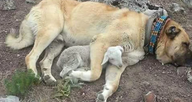Kangal Köpeği, Yeni Doğan Kuzuya Sarılıp Uyudu