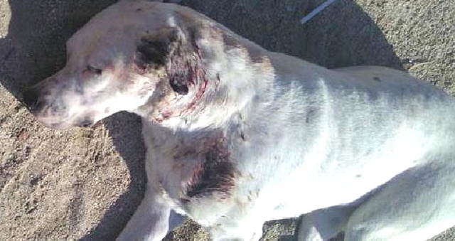 Bodrum'da Vahşet! Sokak Köpeğini Av Tüfeğiyle Vurdular