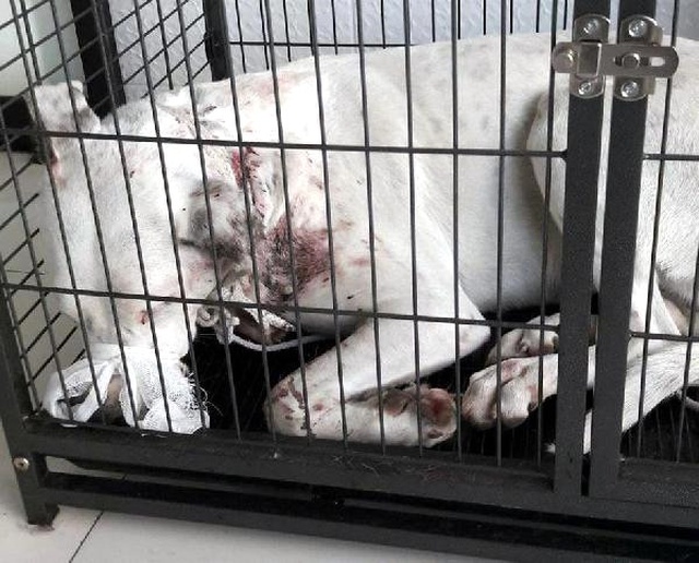Bodrum'da Vahşet! Sokak Köpeğini Av Tüfeğiyle Vurdular