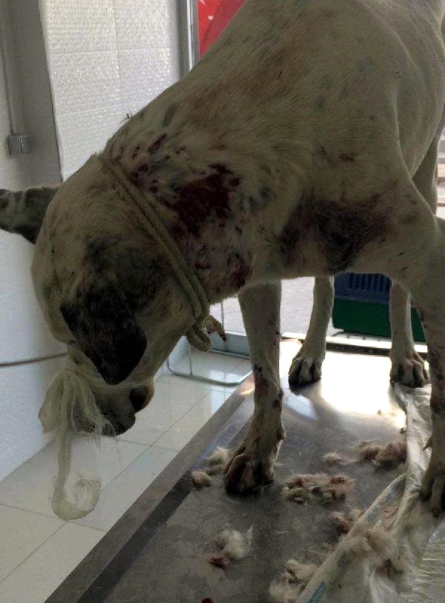 Bodrum'da Vahşet! Sokak Köpeğini Av Tüfeğiyle Vurdular