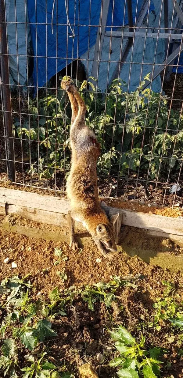 Yavru Tilkinin Kuyruğunu Kesip, Ayaklarından Tellere Astılar