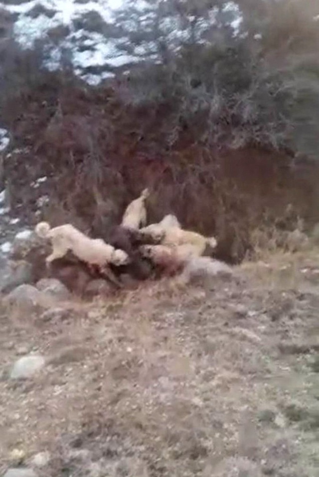 Sürüye Saldıran Dev Yaban Domuzunu Kangal Köpekleri Boğdu