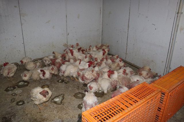 Adana'da İğrenç Görüntü! 3 Ton Kaçak Kesilmiş Tavuk Ele Geçirildi