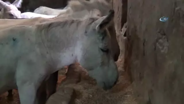 Mardin'in Kadrolu Eşekleri, İşe Mozart Dinleyerek Başlıyor