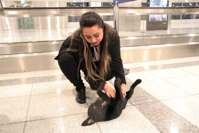 Tuvalette Unutulan Köpek, Atatürk Havalimanında İlgi Odağı Oldu