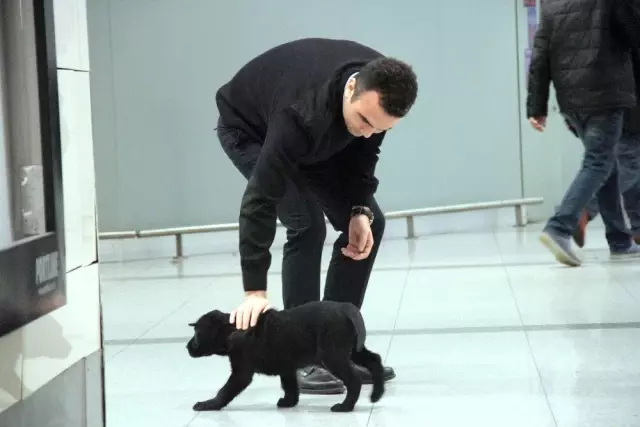 Tuvalette Unutulan Köpek, Atatürk Havalimanında İlgi Odağı Oldu