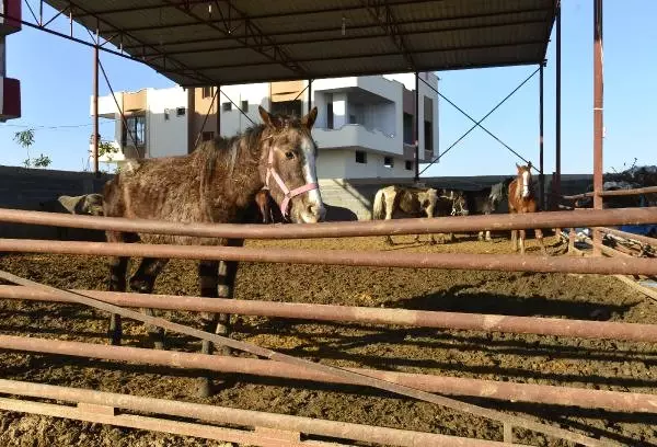 Adana'da Kesime Hazırlanan 50 At ve Eşek Ele Geçirildi