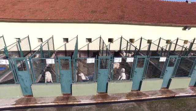 Bursa'da Özel Olarak Yetiştirilen Kangal ve Akbaş Cinsi Köpekler, Yabancılara Satılmıyor