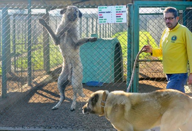 Bursa'da Özel Olarak Yetiştirilen Kangal ve Akbaş Cinsi Köpekler, Yabancılara Satılmıyor