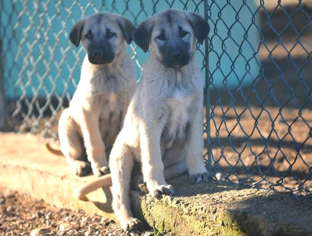 Bursa'da Özel Olarak Yetiştirilen Kangal ve Akbaş Cinsi Köpekler, Yabancılara Satılmıyor