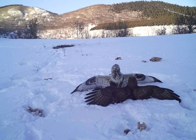 Ardahan'da Vahşi Yaşam Görüntüleri Fotokapana Yansıdı