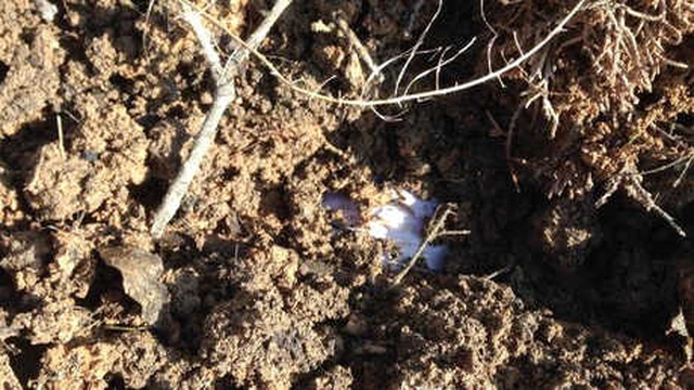 Konya'da Bomba Sanılan Bezin İçinden Ölü Kedi Çıktı! Vatandaşlar Korkusuzca O Anları Videoya Çekti