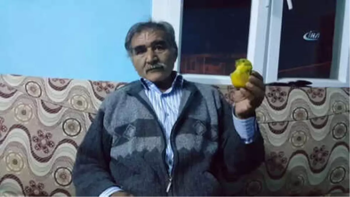 Muhabbet Kuşu Değil Limon Son Dakika