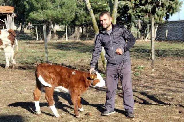 Üzerinde Ay-Yıldız Bulunan Buzağıyı 1 Milyon Dolara Satışa Çıkardı