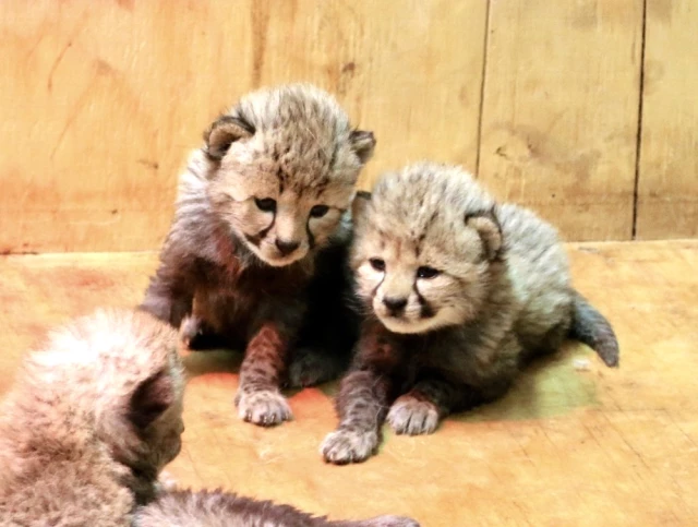 ABD'de Bir Çita 8 Yavru Dünyaya Getirdi, Bir İlk Olarak Tarihe Geçti