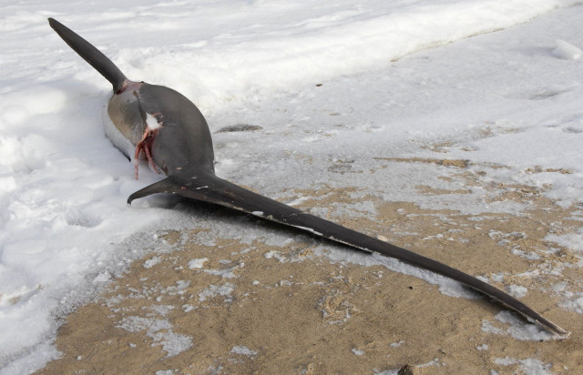 Köpek Balıkları Donarak Karaya Vurdu! Kar Fırtınası ABD'de Hayatı Durdurdu