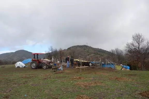 Hırsızlıkta Son Nokta! Ağıla Girdiler, Gebe Keçileri Seçip Çaldılar