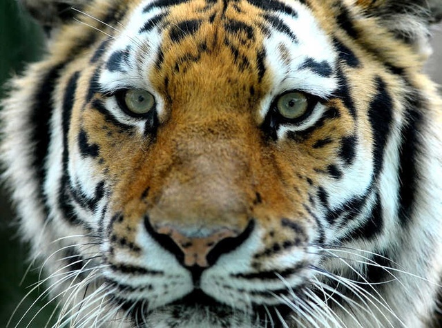 Bengal Kaplanları Kar Bekliyor