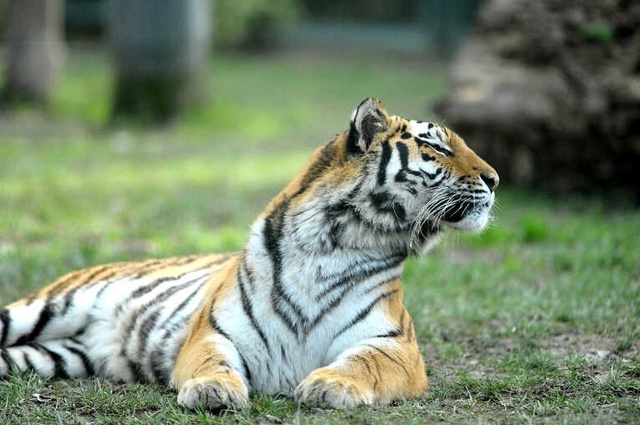 Bengal Kaplanları Kar Bekliyor