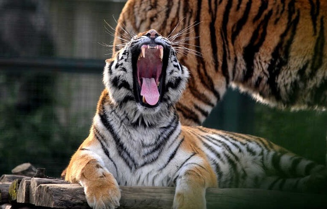 Bengal Kaplanları Kar Bekliyor