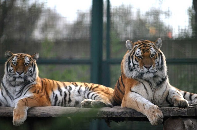 Bengal Kaplanları Kar Bekliyor