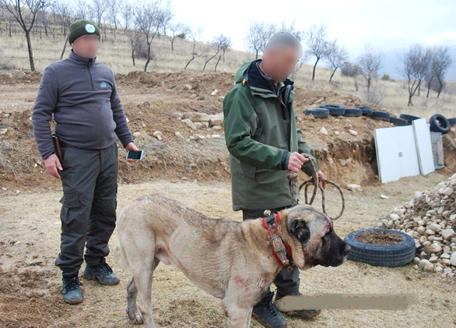 Konvoy Böyle Görüntülendi! Köpek Dövüşü için 7 İlden Gelen 100 Bahisçiye Operasyon