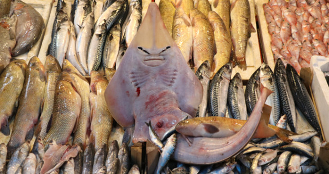 Balıkçıların Ağına Takılan 'Sapan' Balığı, Görenleri Şaşırttı