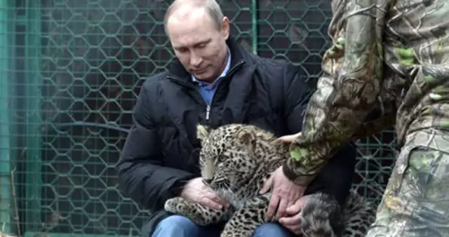 Putin'e Kötü Haber! Leoparı Ölü Bulundu