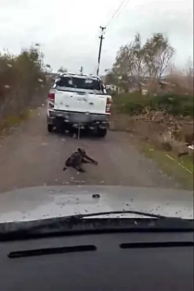 Vicdansız Sürücü Köpeğini Aracının Arkasında Sürükleyerek Öldürdü