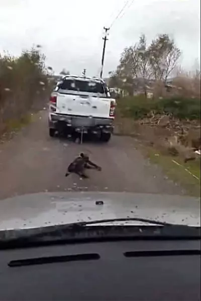 Köpeği Otomobille Sürükleyerek Öldüren Öğretmen Açığa Alındı