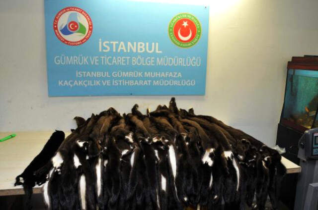 Atatürk Havalimanı'nda Kaçakçılık Operasyonu! 200 Porsuk Kürküne El Konuldu
