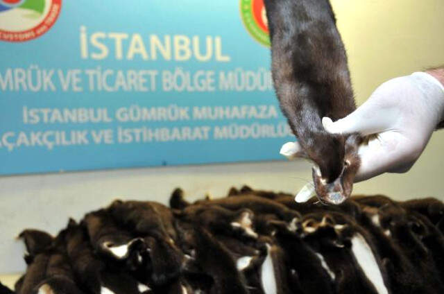 Atatürk Havalimanı'nda Kaçakçılık Operasyonu! 200 Porsuk Kürküne El Konuldu