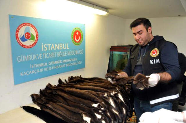Atatürk Havalimanı'nda Kaçakçılık Operasyonu! 200 Porsuk Kürküne El Konuldu