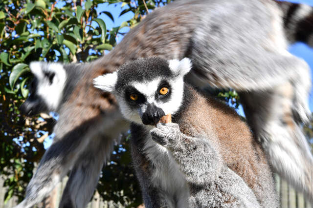 Bu İncir Bambaşka!