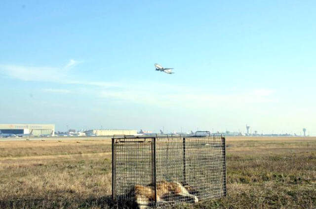 Atatürk Havalimanı'nda Köpek Timi Oluşturuldu Atatürk Havalimanı'nda Pilotlara Pas Geçirten Köpekler için Tim Oluşturuldu