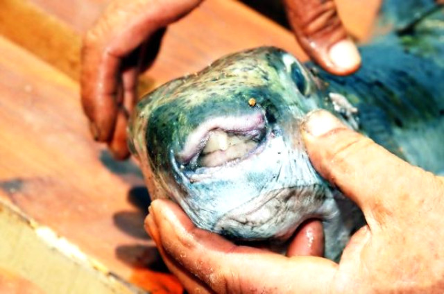 Bodrum'da Zehirli Balon Balıkları Tedirginlik Yarattı