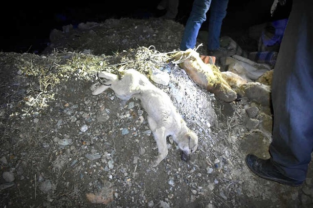 Kastamonu'da Tel Örgülerle Boğulmuş Yavru Köpekler Bulundu