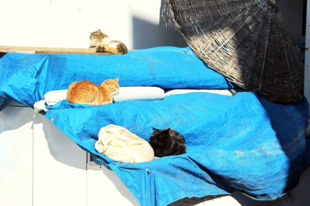 Dünyaca Ünlü Sahil ve Plajlar Sokak Hayvanlarına Kaldı