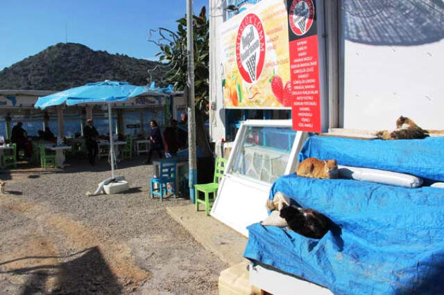 Dünyaca Ünlü Sahil ve Plajlar Sokak Hayvanlarına Kaldı