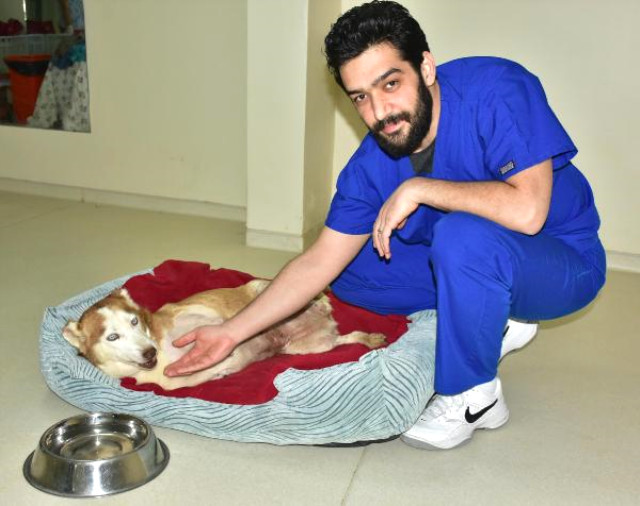 İzmir'de Asit Yüzünden 3 Bacağı Eriyen Köpeğin Durumu Yürek Burktu