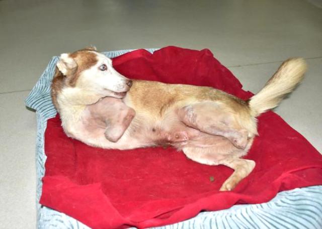İzmir'de Asit Yüzünden 3 Bacağı Eriyen Köpeğin Durumu Yürek Burktu