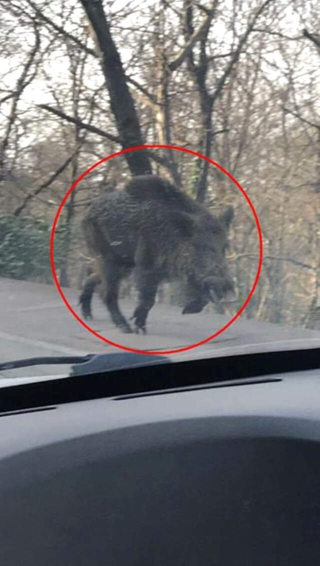 Samsun'da Görüntülenen Dev Domuz, Ekipleri Alarma Geçirdi