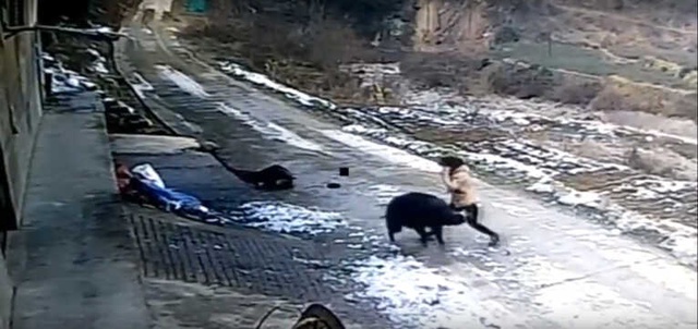 Çin'de Yaban Domuzu Köyde Dehşet Saçtı: 1 Ölü, 1 Yaralı