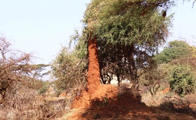 Etiyopya'daki Karınca Gökdelenleri Turistleri Büyülüyor